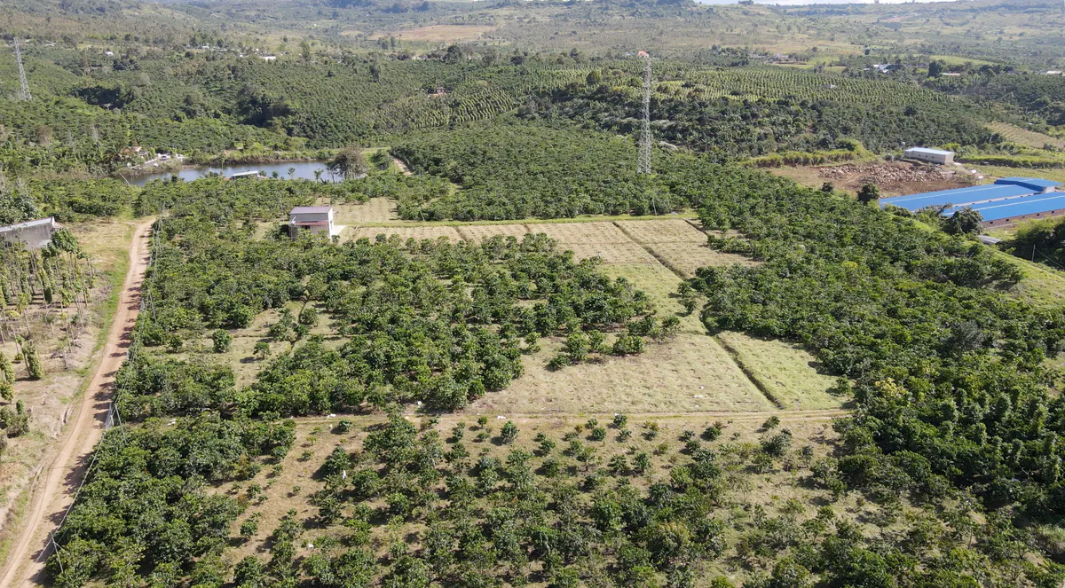 Bán Đất vườn Rộng 4,46ha | Có Sẵn Cà Phê, Nhà Ở, Giáp Suối| Đường Xe Hơi Thuận Tiên Ngay Ninh Gia - Đức Trọng