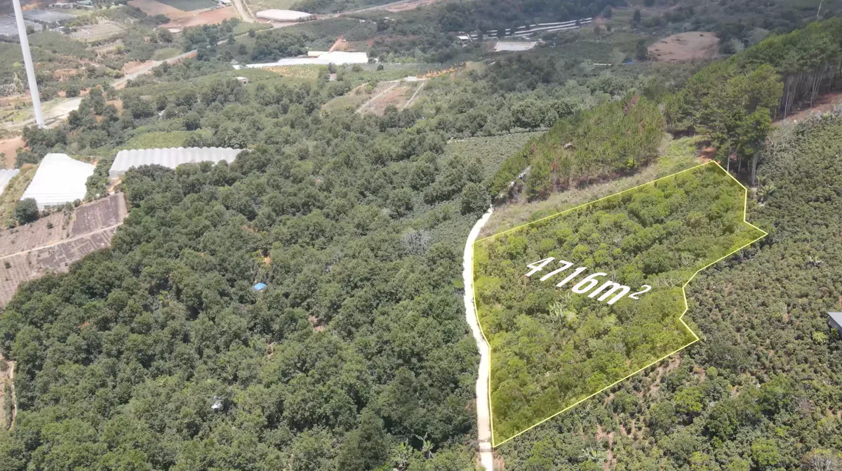 Bán Đất Rộng 4.176m² Sổ Hồng Riêng| Ngay Khu Đồi Chè Cầu Đất| Xuân Trường - Đà Lạt
