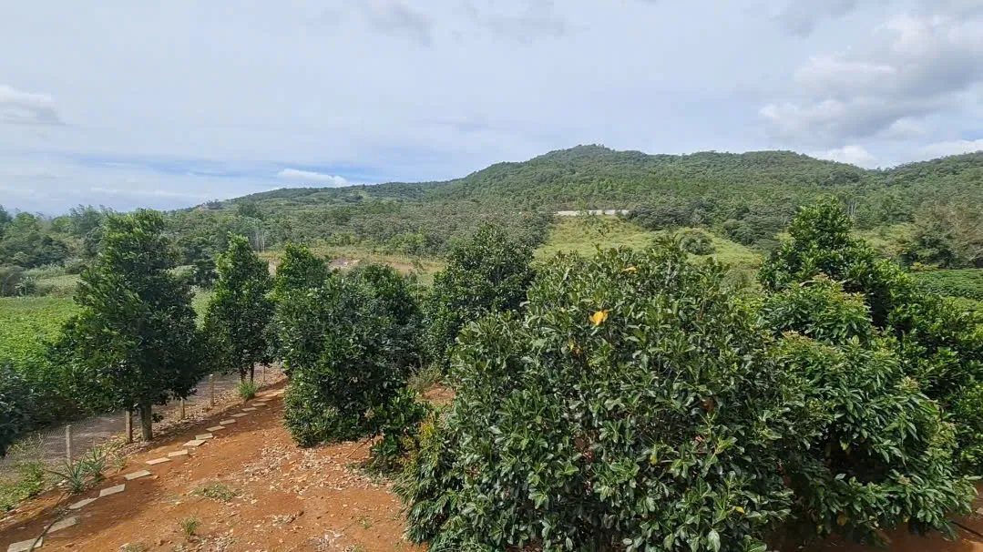 Bán Nhà Vườn 1.667m²| 3 Ngủ Đầy Đủ Công Năng| Vườn Cây Ăn Trái| Gần Sân Bay Quốc Tế Ngay Liên Hiệp - Đức Trọng